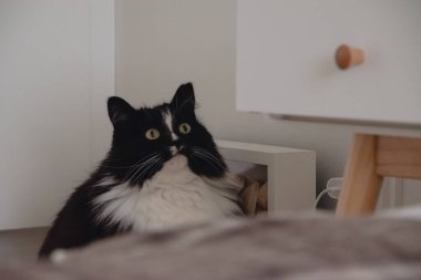 Yeşil gözlü siyah beyaz kedi oturur ve bakar.