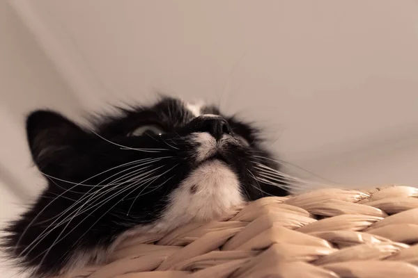 muzzle of a cat with a white mustache in a basket