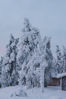 beautiful winter landscape with snow-covered trees in Lapland, Finland