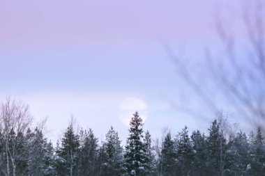 full moon in the morning sky, winter forest in Lapland, Finland