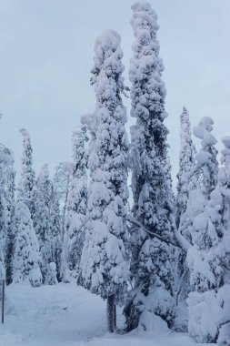 tall snow-covered trees in Lapland, Finland