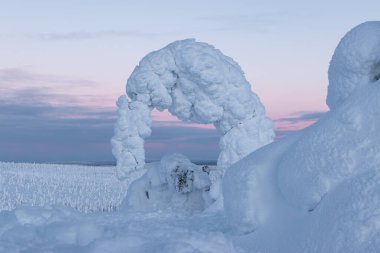 winter national park in Lapland , lots of snow and lots of snow-covered trees , pink sunset Finland