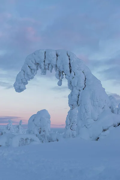 big snow tree , pink sunset in Lapland, Finland
