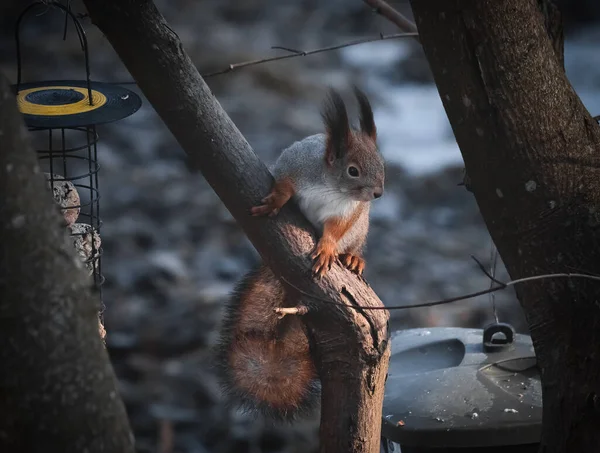 red squirrel and her gorgeous tail on a tree