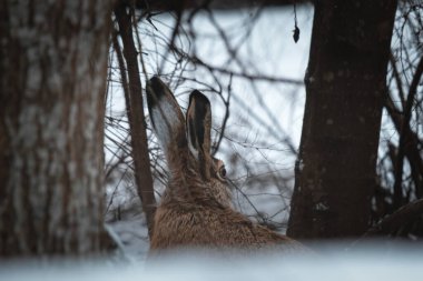 rabbit in the winter forest behind the trees , easter bunny
