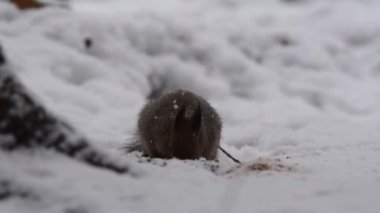 Kış parkındaki kırmızı sincap tohumları yiyor.