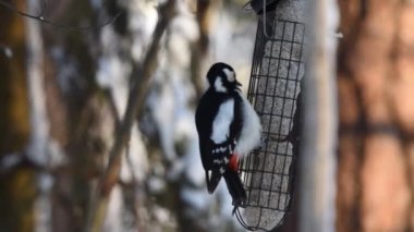 Büyük benekli ağaçkakan (Dendrocopos major) kuş yemliğinde oturuyor