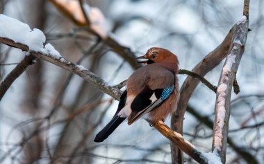 jay bird with a blue tail sits on a branch in a snowy forest. clipart