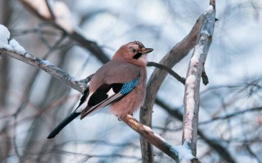 Jay Bird bir dalda oturuyor. Bir kuşun suluboya çizimi.