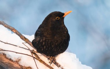 Karatavuk karda bir dala oturur.