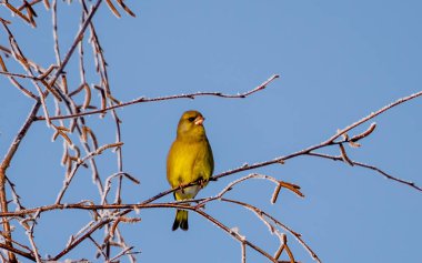 Sarı Çekiç (Emberiza citrinella), bir ağacın dallarında mavi bir gökyüzü arka planında oturur.