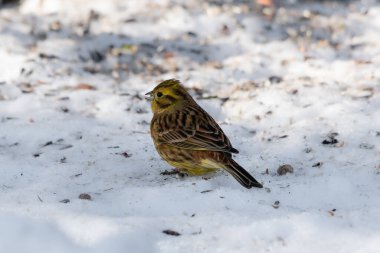 Sarı Çekiç (Emberiza citrinella) karda oturuyor ve kar yere bakıyor.