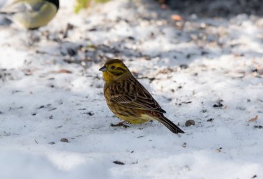 Sarı Çekiç (Emberiza citrinella) karda duruyor ve tohumları yiyor.