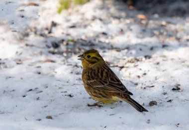 Sarı Çekiç (Emberiza citrinella) karın üzerinde duruyor.