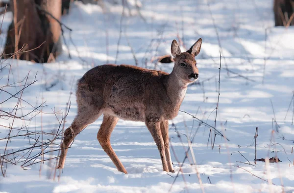 wild fallow deer in winter in the snow