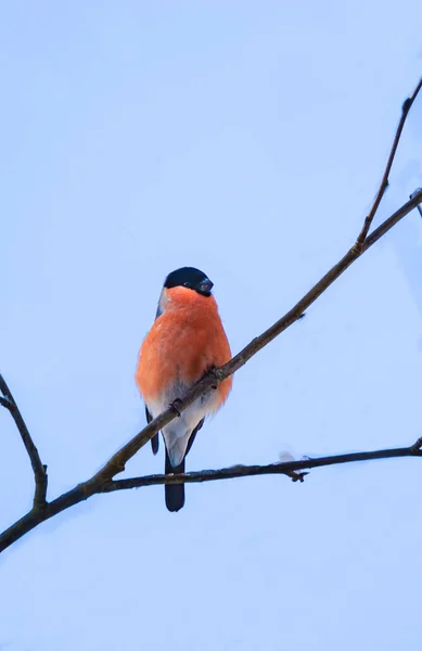 Stock image red jay is sitting on a branch against a blue sky background