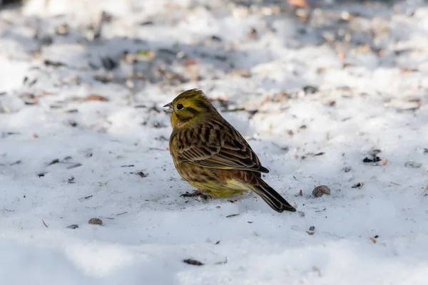 Yellowhammer (Emberiza citrinella) is sitting in the snow and the snow is looking at the ground