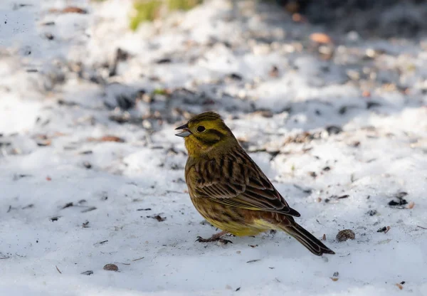 Yellowhammer (Emberiza citrinella) is standing in the snow