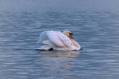 Kuğu kanatlarını açıp suda yüzüyor.