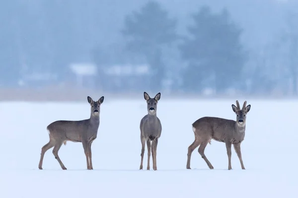 Stock image Three deer in a snowy field with trees in the background