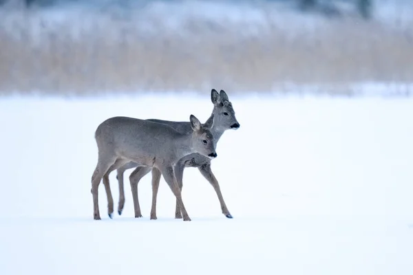 roe deer in winter in the snow, two deer in a snowy field