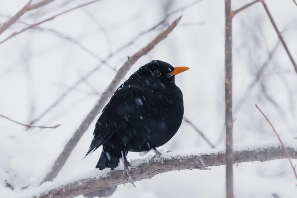 stock image blackbird sits on a branch in the snow