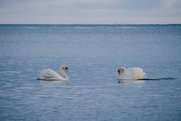Two swans swim in the water towards each other