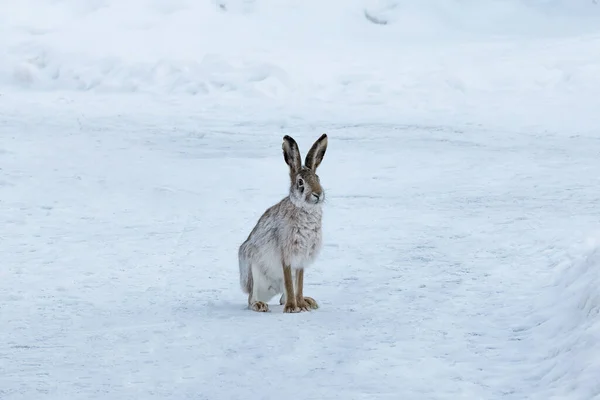 stock image young hare is sitting in the snow in a winter forest