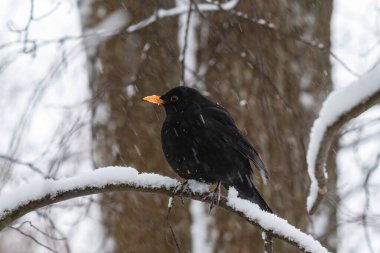 Turuncu gagalı karatavuk karlı bir dala oturur.