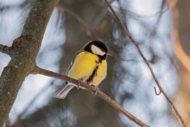 Ağaç üzerinde oturan baştankara