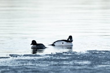 İki sıradan altın gözlü ördek suda yüzüyor.
