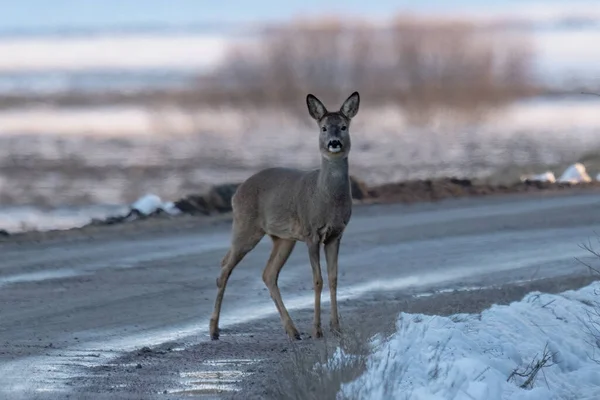 beautiful wild roe deer on the road