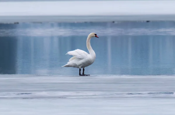 stock image swan on the ice is standing on a lake