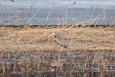 Grey Heron ya da Ardea Cinerea yaz sabahı bir bataklıkta dururlar.