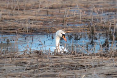 Beyaz kuğu bataklıkta oturuyor.