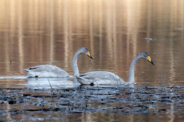 Gri renkli iki kuğu gölette yüzüyor.