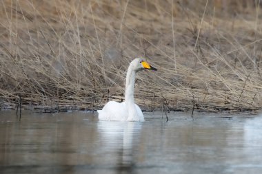 Nehirde yansıması olan suda bir kuğu sabah ilkbaharda bir gölde