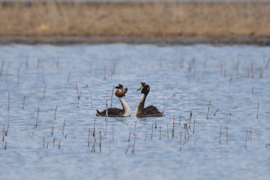 Göldeki suda Büyük Tepeli Yunus