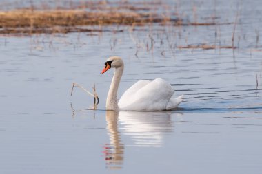 Gölette yüzen bir kuğu ve ön planda çimenler var.