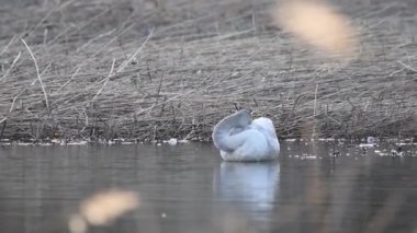 Whooper Swan bataklıktaki suda oturuyor, gagasını kanatlarında saklıyor.