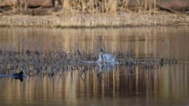 Whooper Swan bataklıkta yüzer