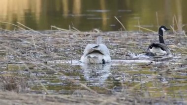 Whooper Swan ve Canada Goose bataklıkta yüzer