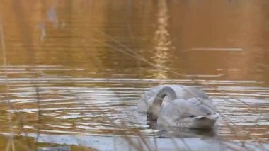 İki ötücü kuğu bataklığın dibinde yiyecek arıyor.