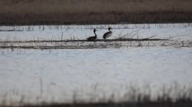 Büyük ibikli bataklıkta çiftleşme.