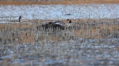 Büyük ibikli yunus bataklıkta çiftleşiyor.