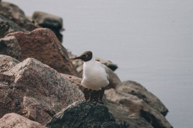 Sahilde güzel bir martı görüntüsü.