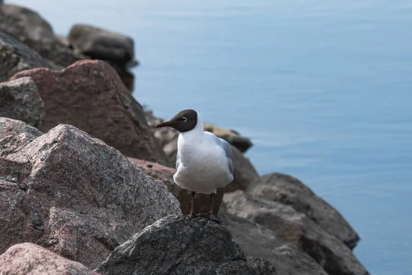 stock image white gull with a black head stands on a rock by the sea