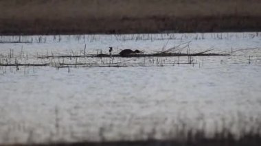 Büyük ibikli domuz balığı çiftleşmeye hazırlanıyor.