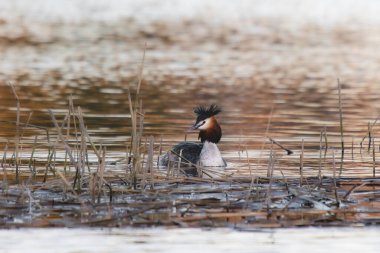 Great Crested Grebe, su kuşu (Podiceps kristali)