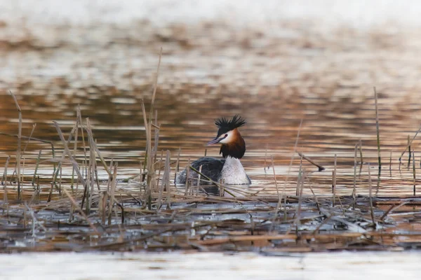 stock image Great Crested Grebe, waterbird (Podiceps cristatus) on the lake